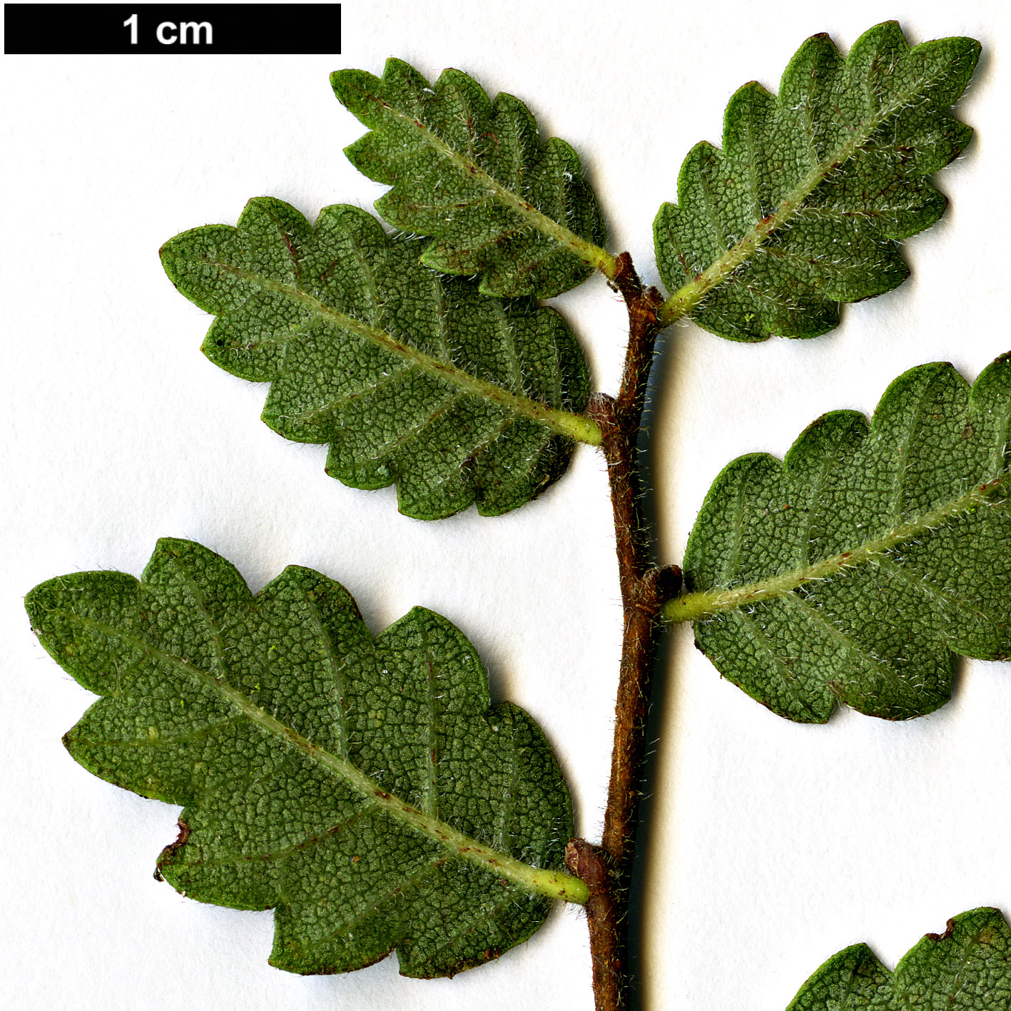 High resolution image: Family: Ulmaceae - Genus: Zelkova - Taxon: abelicea 
